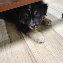 Australian Shepherd Puppies from Whitfarm Aussies