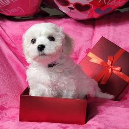Bichon Frise Puppies from Wonder Bichons