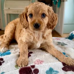 Josephine - Apricot female Goldendoodle puppy in Pensacola, Florida from Goldendoodles Love You in Pensacola Friend Edition