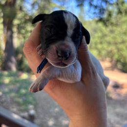 Oregano - blue collar - Black roan male German Shorthaired Pointer puppy in Mokelumne Hill, California from Underhill GSP