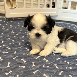 Shih Tzu Puppies from Jamie Manteufel
