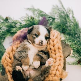 Aussiedoodle, Goldendoodle, and Miniature American Shepherd Puppies from Myers Desert Doodles
