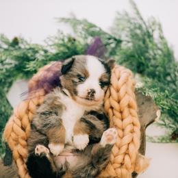 Aussiedoodle, Goldendoodle, and Miniature American Shepherd Puppies from Myers Desert Doodles