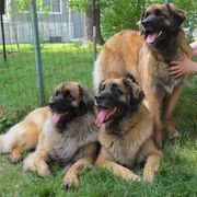Leonbergers from Quinnehtukqut Leonbergers