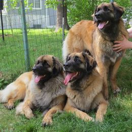 Leonbergers from Quinnehtukqut Leonbergers
