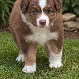 Jazzy - Red tri-color female Australian Shepherd puppy in Magee, Mississippi from Paint ByNumbers Ranch