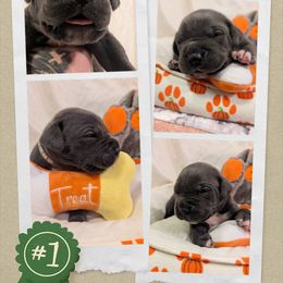 Gray collar - Gray male Cane Corso puppy in Va Beach, Virginia from Guardian Corso's