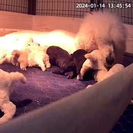 Poodle Puppies from Triangle Standards