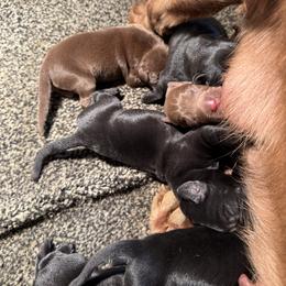 Black2 - Black female Labrador Retriever puppy in Beresford, South Dakota from Big Sioux Retrievers
