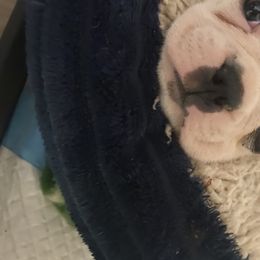 Boston Terrier Puppies from Candied Bostons
