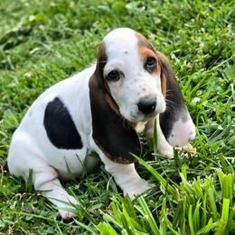 Girl 3 - Black brown and white female Basset Hound puppy in West Chester, Ohio from Bed-N-Bassets