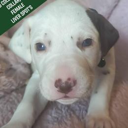Velvette (Emerald Collar Female) - White and liver brown female Dalmatian puppy in Raymondville, Missouri from Wagner's Dalmatian's