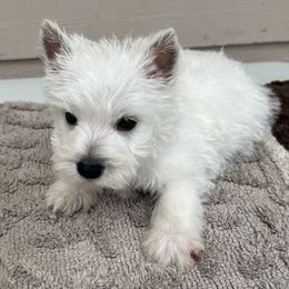 Bentley - White male West Highland White Terrier puppy in Park Rapids, Minnesota from Peggy’s Terriers