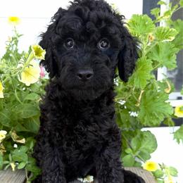Darius - Black male Goldendoodle puppy in Spokane, Washington from Goldendoodles on the Prairie