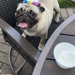 Pugs from SugarBug Pugs