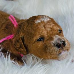 Peppermint - Red  female Goldendoodle puppy in Boise, Idaho from Goldendoodle Baby