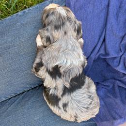 Chile - Blue merle male Bernedoodle puppy in Roy, Utah from Doodles are Amazing
