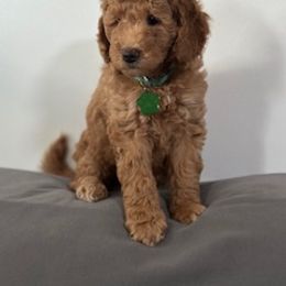 Boy 2 - Red  male Goldendoodle puppy in Pawtucket, Rhode Island from Ds_minidoodles