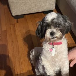 Pixie - Shihpoo
