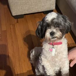 Pixie - Shihpoo