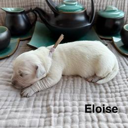 Eloise - Light golden female Golden Retriever puppy in Conroe, Texas from Tails of Cypress