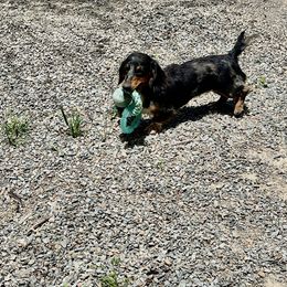 Hartley - Dachshund