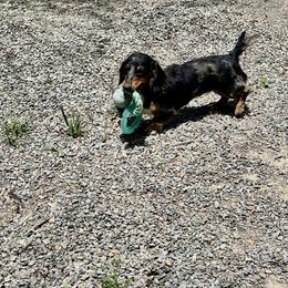 Hartley - Dachshund