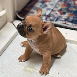 Juniper - Fawn female French Bulldog puppy in Newport, Oregon from Blue Coast Bulldogs