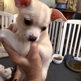 Gary - Cream and white male Chihuahua puppy in Amity, Pennsylvania from Rhoda and Verna