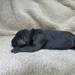 Black collar - Gray male Cane Corso puppy in Fairfield, California from Royal Class Kennels