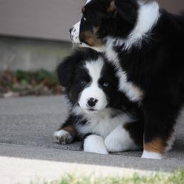 Australian Shepherd Puppies from Flying L Aussies