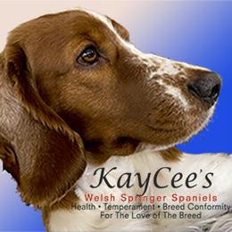 Welsh Springer Spaniels from KayCee’s Welsh Springer Spainels