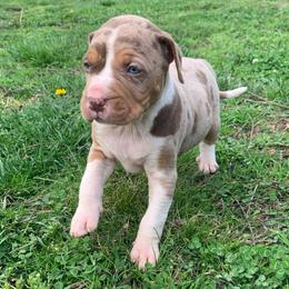 Female 2 - Red merle female Catahoula Leopard Dog puppy in Gadsden, Alabama from Rich Cat’s
