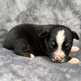 Dane - Black tri male Toy Australian Shepherd puppy in Ambrose, Georgia from Brandilyn's Aussies