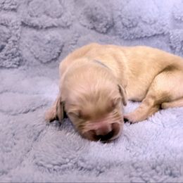 Blue - Light golden male Golden Retriever puppy in Seville, Ohio from Retriever Ranch