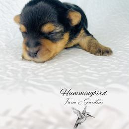 Yorkshire Terrier Puppies from Hummingbird Farm & Gardens