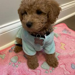 Goldendoodle Puppies from Kevin Williams