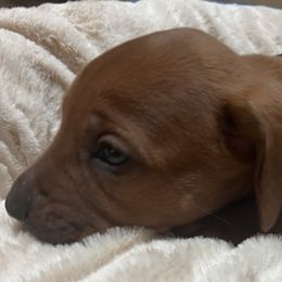 Rhodesian Ridgeback Puppies from blueridgebacks
