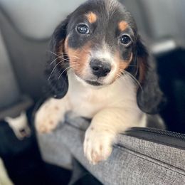 Aussiedoodle, Australian Shepherd, Dachshund, and Miniature Australian Shepherd Puppies from Bline’s Awesome Aussies at the Bline Family Farm