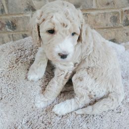 Goldendoodle Puppies from Ninnie's Doodles