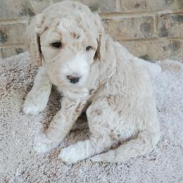 Goldendoodle Puppies from Ninnie's Doodles