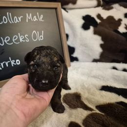 Grey collar male - Black and red male German Shepherd puppy in Eugene, Oregon from Vom Osuna K9s