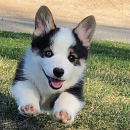 Pembroke Welsh Corgi Puppies from Desert Sage Pembroke Corgis