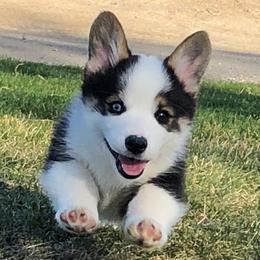 Pembroke Welsh Corgi Puppies from Desert Sage Pembroke Corgis