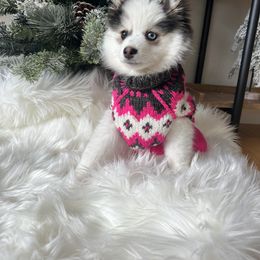 Pomsky Puppies from Summer Clark