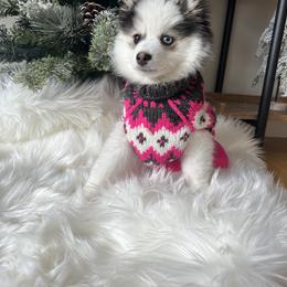 Pomsky Puppies from Summer Clark