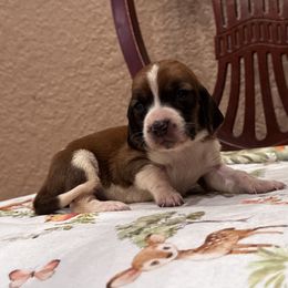 Tina - Mahogany and white female Basset Hound puppy in Inman, Nebraska from Sandhill Hounds of Nebraska