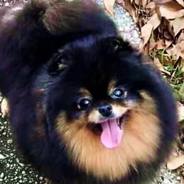 BIJOU - Pomeranian
