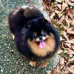 BIJOU - Pomeranian