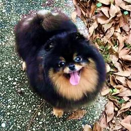 BIJOU - Pomeranian